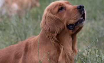 Nel Bosco degli Angeli ci sono servizi funebri per animali